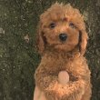 Cavapoo +36209877091