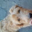 Goldendoodle +36209877091