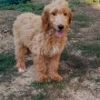 Goldendoodle +36209877091