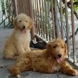 Goldendoodle +36209877091