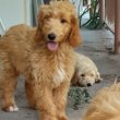 Goldendoodle +36209877091