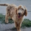 Goldendoodle +36209877091