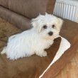 Bischon Havanese kiskutyák 