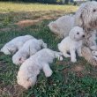 Komondor kiskutyák.