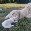 Komondor kiskutyák.