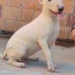 Bull terrier puppy