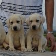 Labrador retriever