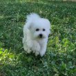 Puppy bison, female