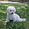 Puppy bison, female