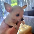 Chihuahua extra mini kölykök