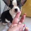 Chihuahua extra mini kölykök