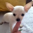 Chihuahua extra mini kölykök