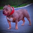 American bully kölyök abkc 