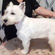 Westie eladó