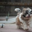 shih tzu kislány