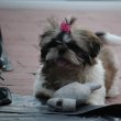 shih tzu kislány