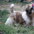 shih tzu kislány