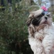 shih tzu kislány