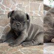 Francia bulldog kislany kutytus