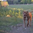 Eladó Amerikai Pitbull Terrier kiskutyák