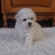 Bichon Frise