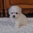 Bichon Frise