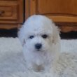 Bichon Frise