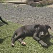 4 hónapos Amstaff kiskutyák oltással (SÜRGŐS)