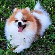 Pomeranian for sale