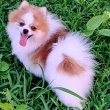 Pomeranian for sale