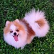 Pomeranian for sale