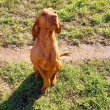 Magyar Vizsla 