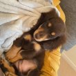 Registered Dachshund puppies for adoption 