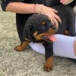 German Rottweiler puppy for adoption or Rehoming 