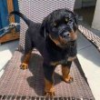 German Rottweiler puppy for adoption or Rehoming 