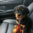 German Rottweiler puppy for adoption or Rehoming 