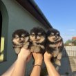 Pomeranians