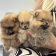 Pomeranians