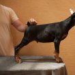 Doberman puppies of both sexes