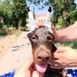 Doberman puppies of both sexes