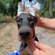 Doberman puppies of both sexes