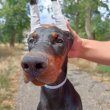 Doberman puppies of both sexes