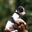 whippet puppies