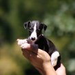 whippet puppies