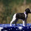 whippet puppies