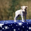 whippet puppies