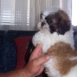 Shih-Tzu fiú kutyus eladó!