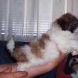 Shih-Tzu fiú kutyus eladó!