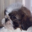 Shih-Tzu fiú kutyus eladó!