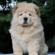 Törzskönyves krém chow chow (csau csau) szuka